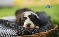 BO, a male Miniature Bernedoodle for sale in Fort Worth, TX – Photo 3 of 7