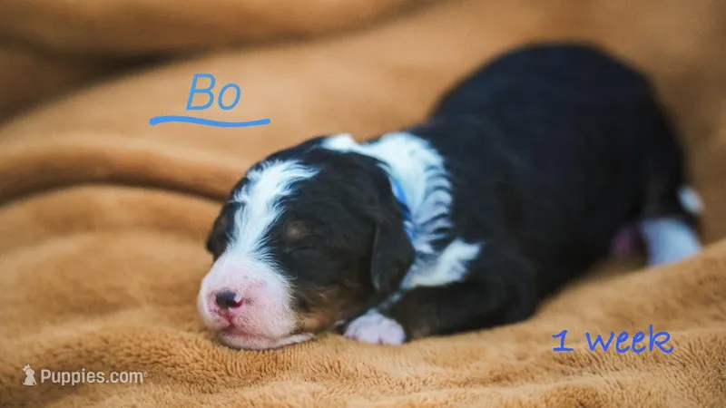 BO – Miniature Bernedoodle puppy for sale in Oklahoma City, OK