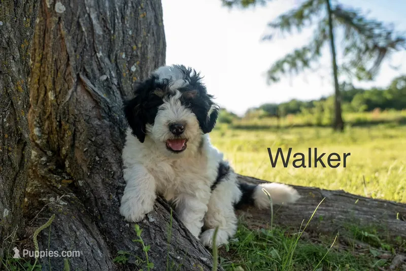 Walker – Miniature Bernedoodle puppy for sale in Oklahoma City, OK