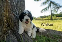Walker, a male Miniature Bernedoodle for sale in Oklahoma City, OK – 1 of 10