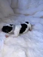 Walker, a male Miniature Bernedoodle for sale in Stuart, OK – Photo 3 of 6