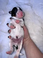 Walker, a male Miniature Bernedoodle for sale in Stuart, OK – Photo 6 of 6