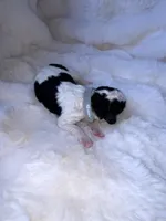 Walker, a male Miniature Bernedoodle for sale in Stuart, OK – Photo 2 of 6