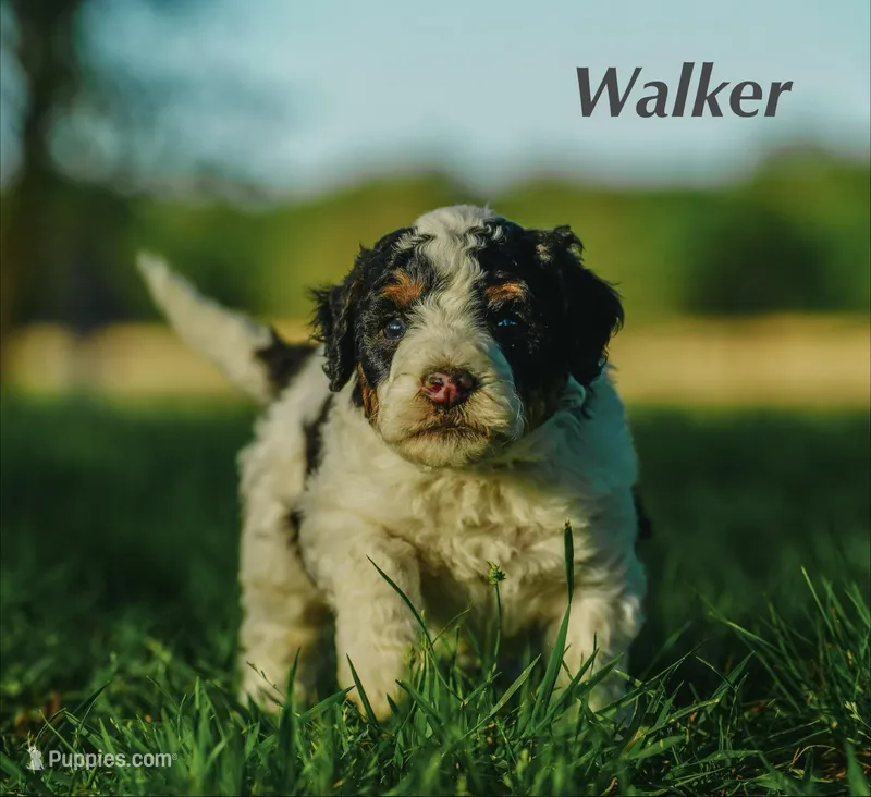 Walker – Miniature Bernedoodle puppy for sale in Oklahoma City, OK