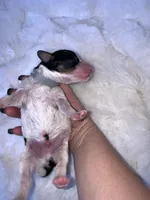 Walker, a male Miniature Bernedoodle for sale in Stuart, OK – Photo 5 of 6