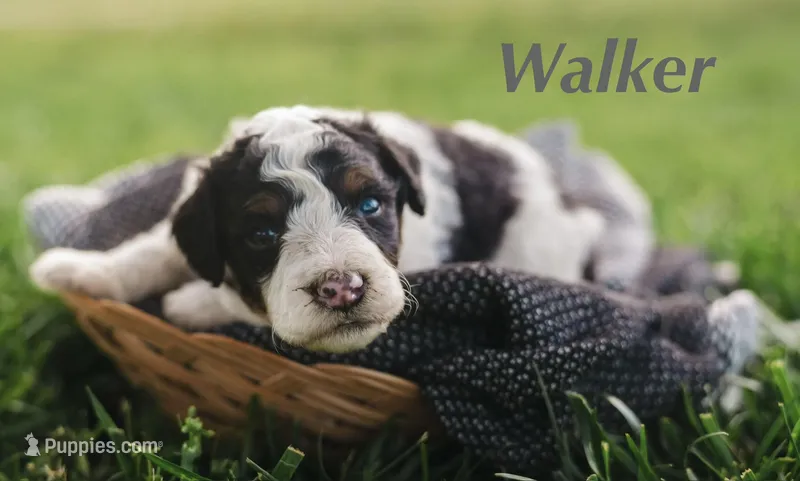 Walker – Miniature Bernedoodle puppy for sale in Oklahoma City, OK