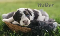 Walker, a male Miniature Bernedoodle for sale in Fort Worth, TX – Photo 3 of 8