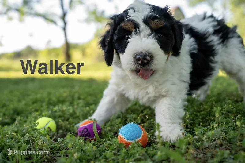 Walker – Miniature Bernedoodle puppy for sale in Fort Worth, TX