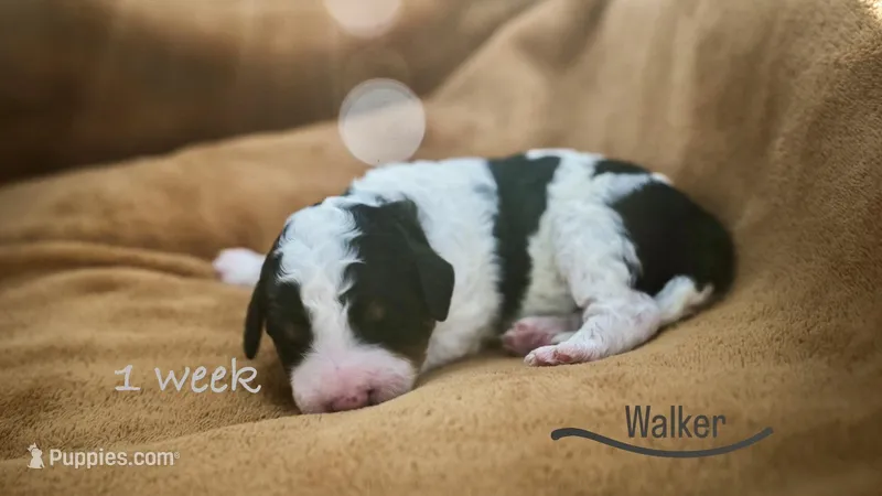 Walker – Miniature Bernedoodle puppy for sale in Oklahoma City, OK