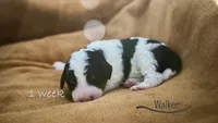 Walker, a male Miniature Bernedoodle for sale in Oklahoma City, OK – Photo 1 of 3