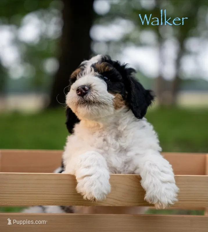 Walker – Miniature Bernedoodle puppy for sale in Oklahoma City, OK