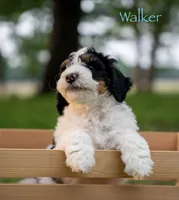 Walker, a male Miniature Bernedoodle for sale in Oklahoma City, OK – 2 of 10