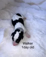 Walker, a male Miniature Bernedoodle for sale in Oklahoma City, OK – Photo 2 of 3