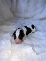 Walker, a male Miniature Bernedoodle for sale in Stuart, OK – Photo 4 of 6