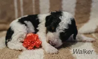 Walker, a male Miniature Bernedoodle for sale in Fort Worth, TX – Photo 4 of 8