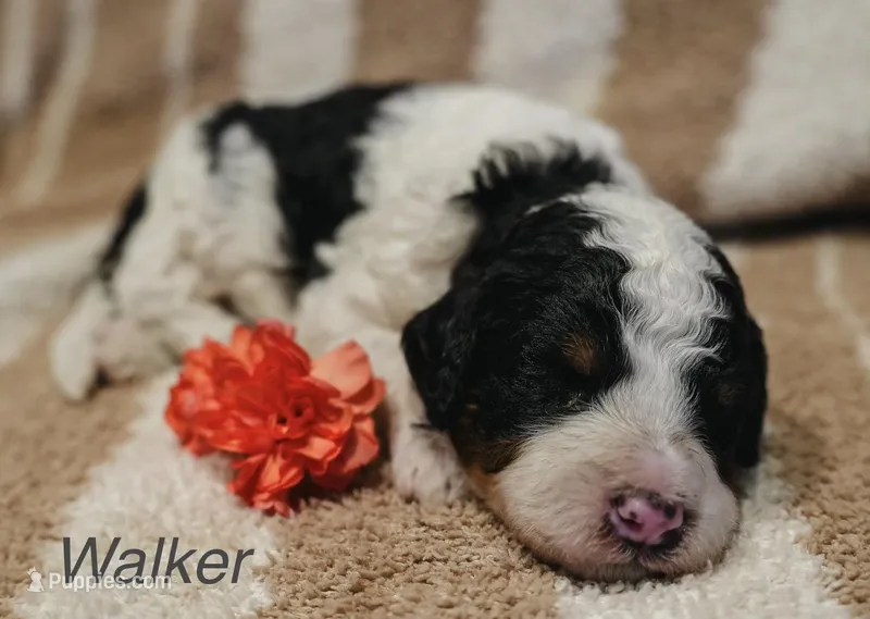 Walker – Miniature Bernedoodle puppy for sale in Oklahoma City, OK