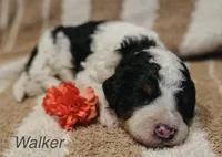 Walker, a male Miniature Bernedoodle for sale in Fort Worth, TX – Photo 5 of 8