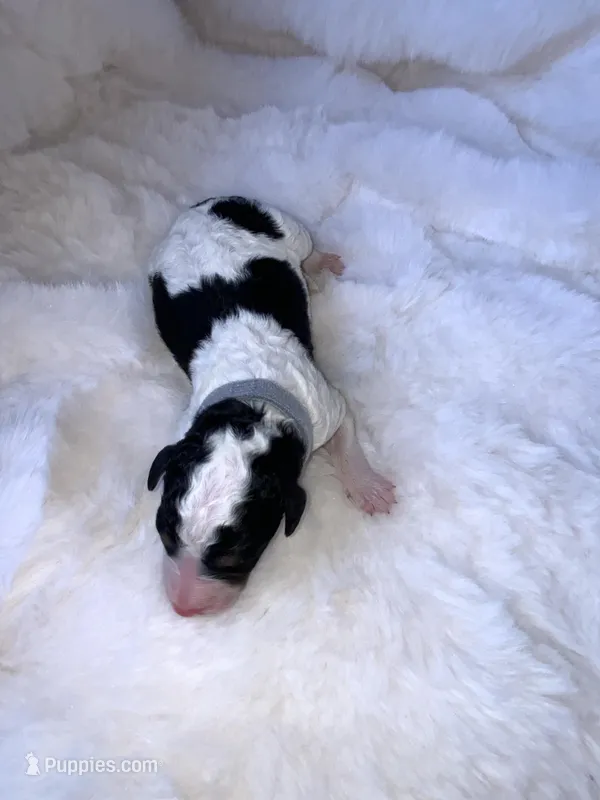 Walker – Miniature Bernedoodle puppy for sale in Stuart, OK