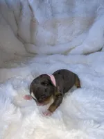 Merle, a female Miniature Bernedoodle for sale in Stuart, OK – Photo 4 of 5