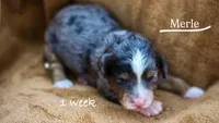 Merle, a female Miniature Bernedoodle for sale in Fort Worth, TX – Photo 5 of 7