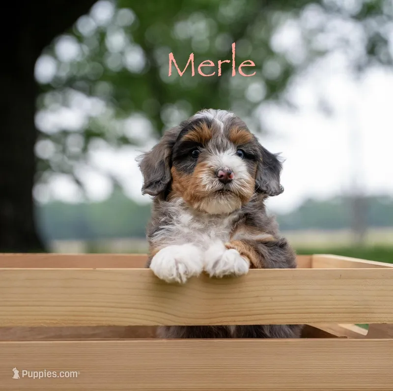 Merle – Miniature Bernedoodle puppy on hold in Oklahoma City, OK