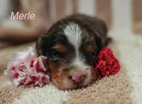 Merle, a female Miniature Bernedoodle for sale in Fort Worth, TX – Photo 4 of 7
