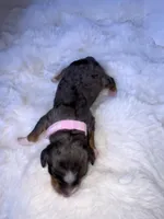 Merle, a female Miniature Bernedoodle for sale in Stuart, OK – Photo 3 of 5