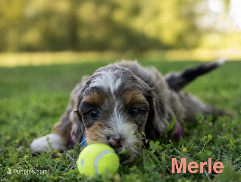 Merle – Miniature Bernedoodle puppy for sale in Fort Worth, TX