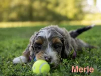 Merle, a female Miniature Bernedoodle for sale in Fort Worth, TX – Photo 1 of 7