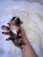 Merle, a female Miniature Bernedoodle for sale in Stuart, OK – Photo 5 of 5