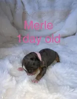 Merle, a female Miniature Bernedoodle for sale in Fort Worth, TX – Photo 6 of 7