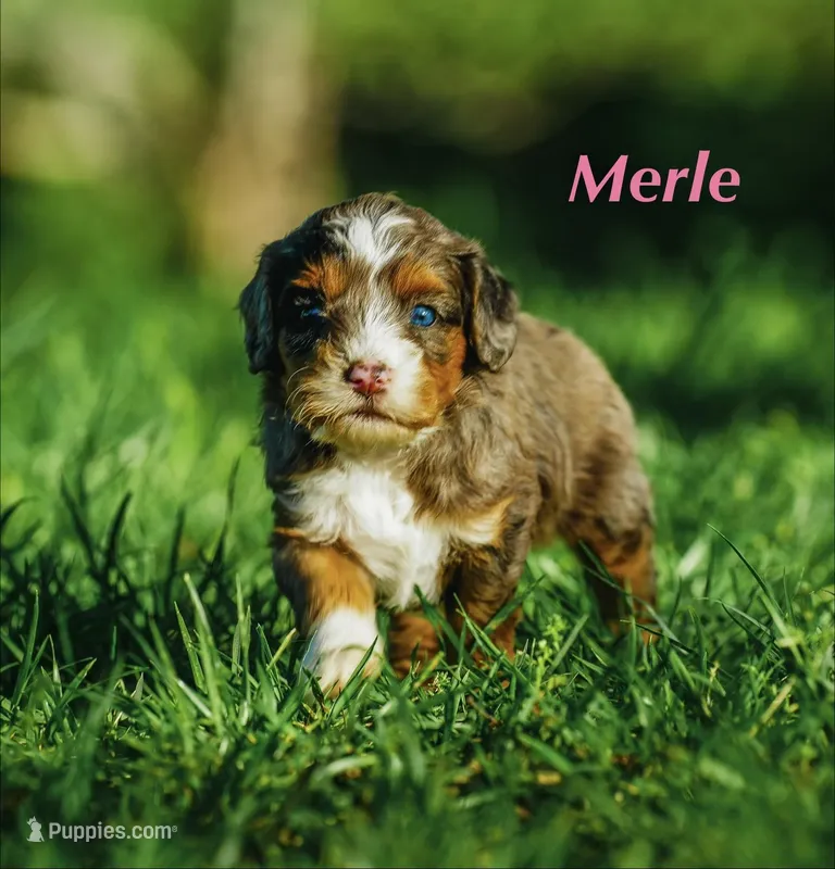 Merle – Miniature Bernedoodle puppy for sale in Oklahoma City, OK
