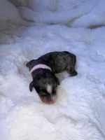 Merle, a female Miniature Bernedoodle for sale in Stuart, OK – Photo 2 of 5