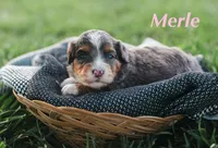 Merle, a female Miniature Bernedoodle for sale in Fort Worth, TX – Photo 3 of 7