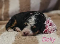 Dolly , a female Miniature Bernedoodle for sale in Fort Worth, TX – Photo 5 of 8
