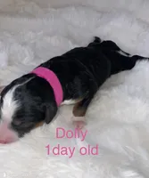 Dolly , a female Miniature Bernedoodle for sale in Fort Worth, TX – Photo 7 of 8