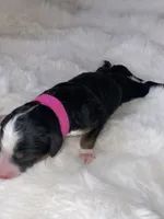 Dolly , a female Miniature Bernedoodle for sale in Stuart, OK – Photo 4 of 5