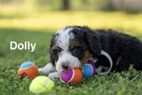 Dolly , a female Miniature Bernedoodle for sale in Fort Worth, TX – Photo 1 of 8