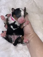 Dolly , a female Miniature Bernedoodle for sale in Stuart, OK – Photo 5 of 5