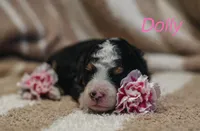 Dolly , a female Miniature Bernedoodle for sale in Fort Worth, TX – Photo 4 of 8