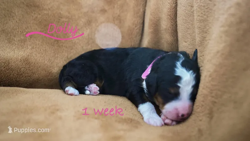 Dolly  – Miniature Bernedoodle puppy for sale in Oklahoma City, OK