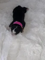 Dolly , a female Miniature Bernedoodle for sale in Stuart, OK – Photo 2 of 5