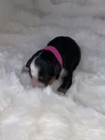 Dolly , a female Miniature Bernedoodle for sale in Stuart, OK – Photo 3 of 5