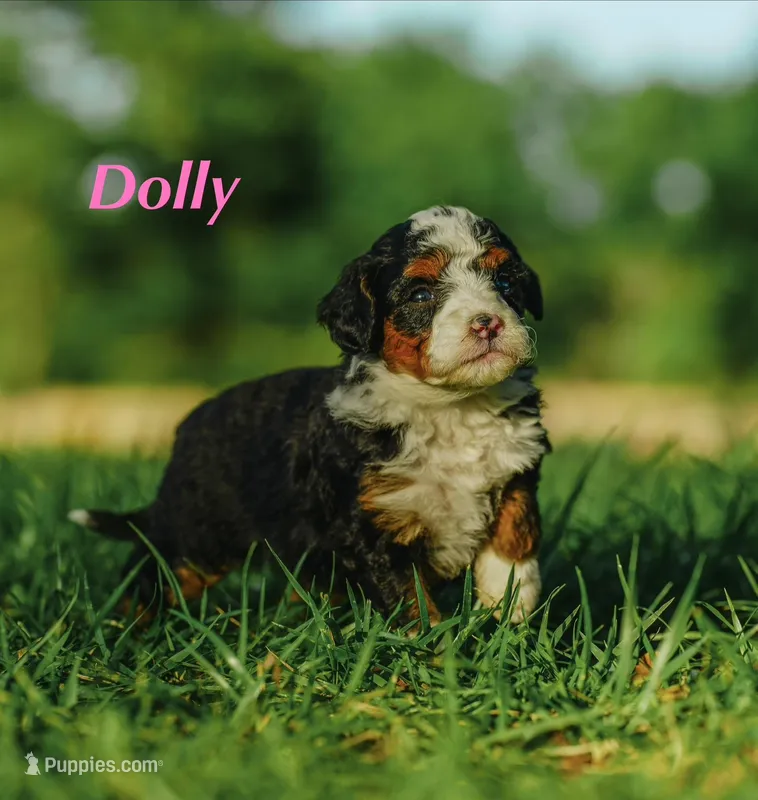Dolly  – Miniature Bernedoodle puppy for sale in Oklahoma City, OK