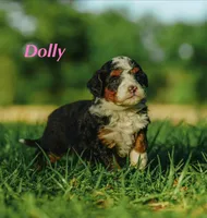 Dolly , a female Miniature Bernedoodle for sale in Fort Worth, TX – Photo 2 of 8