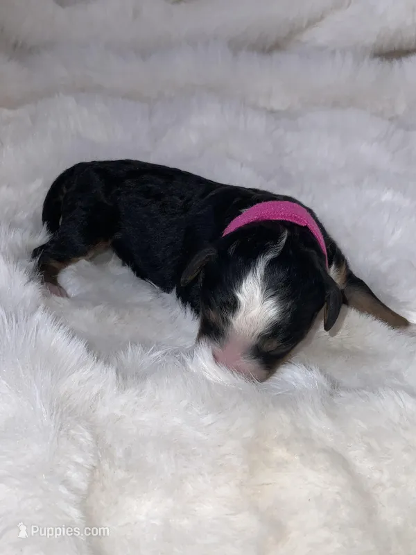 Dolly  – Miniature Bernedoodle puppy for sale in Stuart, OK