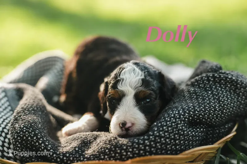 Dolly  – Miniature Bernedoodle puppy for sale in Oklahoma City, OK