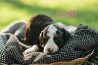 Dolly , a female Miniature Bernedoodle for sale in Fort Worth, TX – Photo 3 of 8