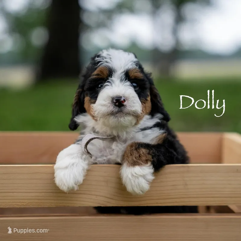Dolly  – Miniature Bernedoodle puppy for sale in Oklahoma City, OK