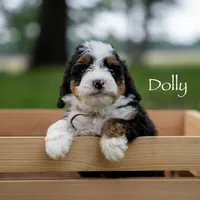 Dolly , a female Miniature Bernedoodle for sale in Oklahoma City, OK – 1 of 7